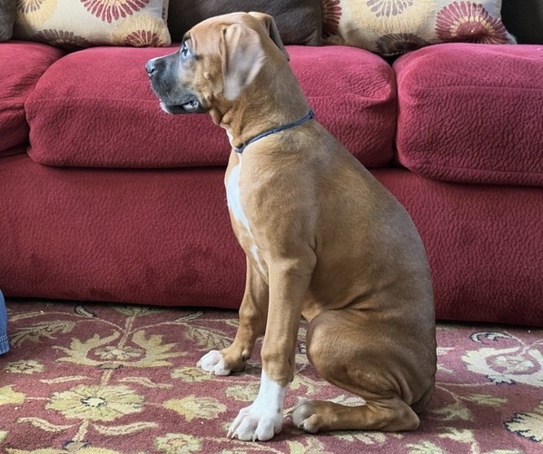 Medium Photo #2 Boxer Puppy For Sale in FONTANA, CA, USA