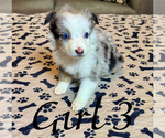 Puppy Girl 3 Australian Shepherd