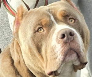 Father of the American Bully puppies born on 06/23/2026