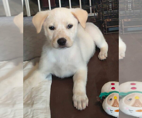 Medium Photo #2 Labrenees Puppy For Sale in Aurora, IN, USA