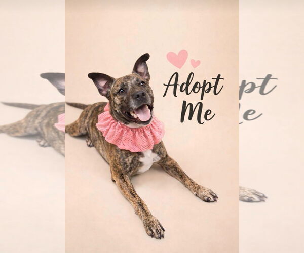 Medium Photo #6 Mutt Puppy For Sale in Euless, TX, USA