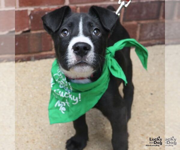 Medium Photo #4 Labrador Retriever-Unknown Mix Puppy For Sale in Washington, DC, USA