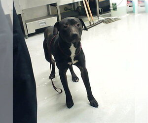 Mutt Dogs for adoption in Fayetteville, NC, USA