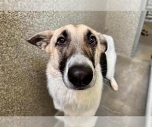 German Shepherd Dog-Unknown Mix Dogs for adoption in Santa Rosa, CA, USA
