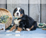 Small Photo #18 Bernese Mountain Dog Puppy For Sale in SHREVE, OH, USA