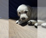 Small Labrador Retriever