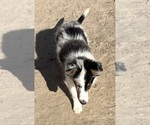 Small #18 Shetland Sheepdog
