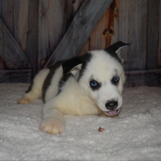 Siberian Husky Puppy for sale in NEW PINE CREEK, OR, USA