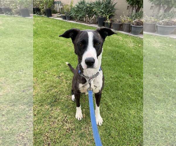 Medium Photo #2 American Pit Bull Terrier-Labrador Retriever Mix Puppy For Sale in San Diego, CA, USA
