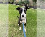 Small #1 American Pit Bull Terrier-Labrador Retriever Mix