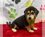 Small Beagle-Huskies  Mix