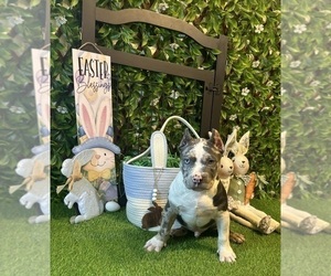 Medium American Bully