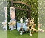 Puppy Puppy 6 Jabari American Bully