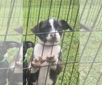 Small #1 Labrador Retriever Mix