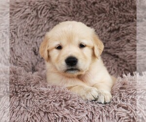 Golden Retriever Puppy for sale in SYRACUSE, IN, USA