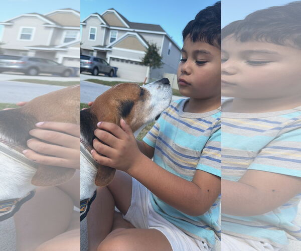 Medium Photo #6 Beagle Puppy For Sale in Tampa, FL, USA
