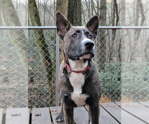 Medium Photo #7 Mutt Puppy For Sale in Ellijay, GA, USA