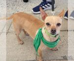Small #5 Chihuahua Mix