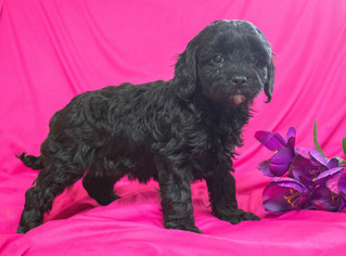 Cavapoo Puppy for sale in CUYAHOGA FALLS, OH, USA