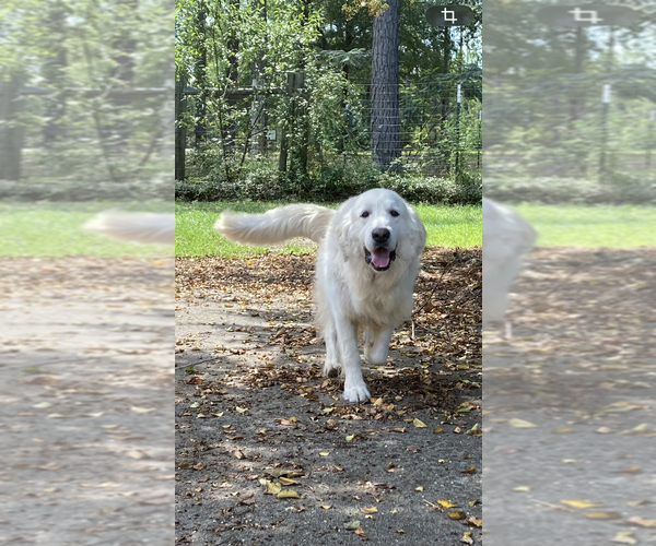 Medium Photo #1 English Cream Golden Retriever Puppy For Sale in BARNWELL, SC, USA