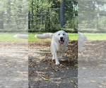 Small English Cream Golden Retriever