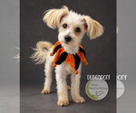 Dubendorf - Male Maltese Dog for Adoption - Small photo