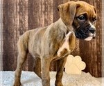 Small Photo #4 Boxer Puppy For Sale in FRANKLIN, IN, USA