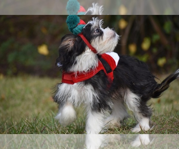 Medium Photo #6 Auss-Tzu Puppy For Sale in PALM COAST, FL, USA