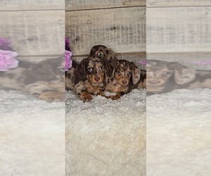 Dachshund Puppy for sale in JASONVILLE, IN, USA