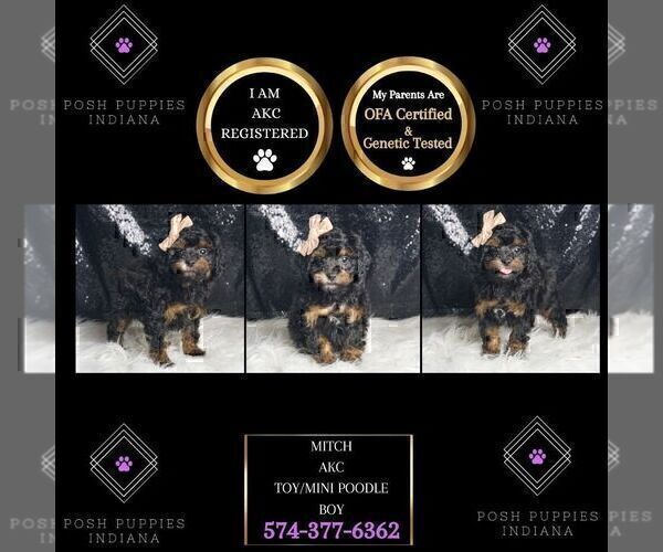 Medium Photo #3 Poodle (Toy) Puppy For Sale in WARSAW, IN, USA