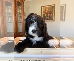 Small Photo #35 Bernedoodle Puppy For Sale in CANTON, MI, USA