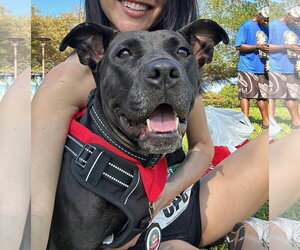 Labrador Retriever-Unknown Mix Dogs for adoption in Sanford, FL, USA
