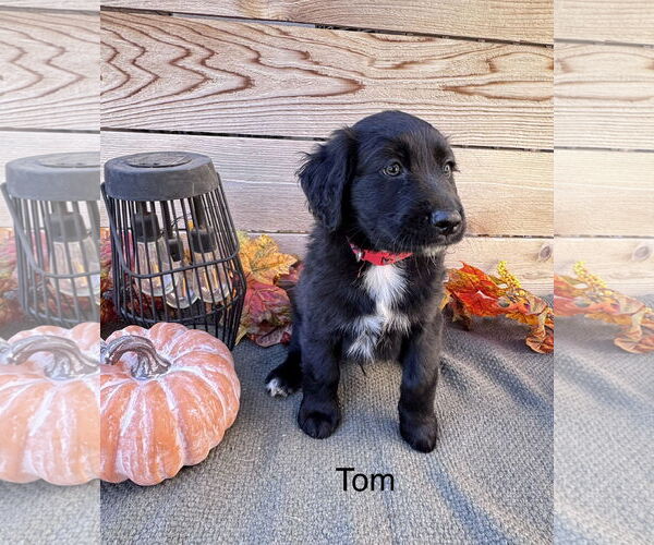 Medium Photo #1 Labrador Retriever-Unknown Mix Puppy For Sale in Fort Worth, TX, USA