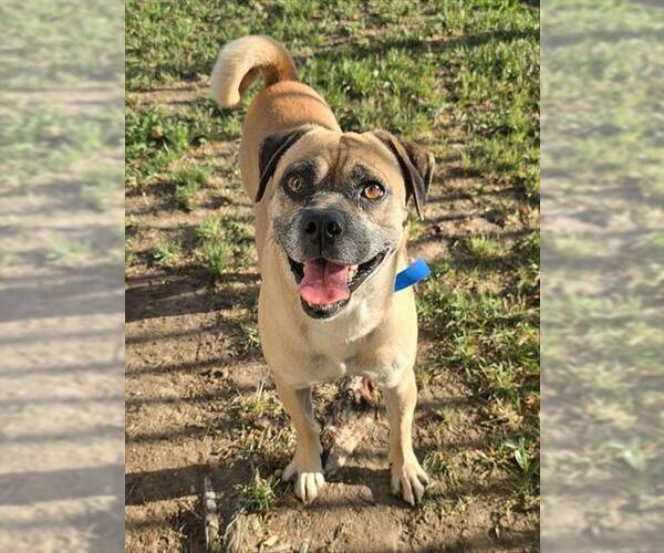 Medium Photo #1 Pug-Unknown Mix Puppy For Sale in Riverside, CA, USA