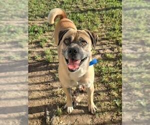 Pug-Unknown Mix Dogs for adoption in Riverside, CA, USA