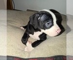 Small #4 American Bulldog