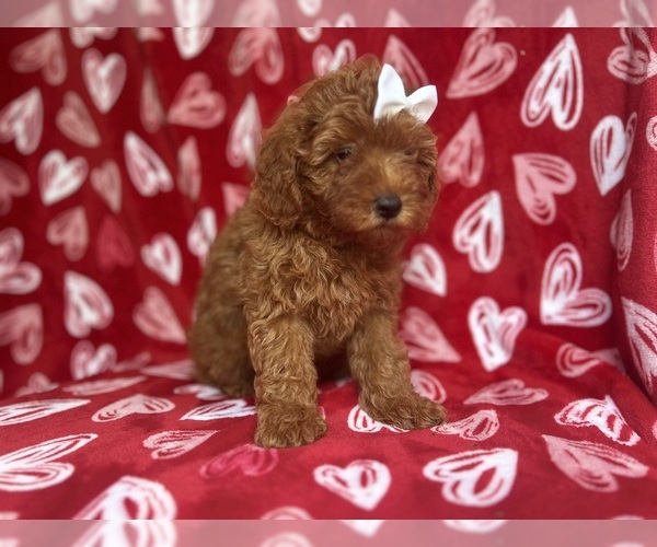 Medium Photo #5 Goldendoodle (Miniature) Puppy For Sale in LAKELAND, FL, USA