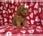 Small #4 Goldendoodle (Miniature)