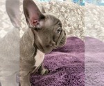Small Photo #5 French Bulldog Puppy For Sale in FREDERICKTOWN, MO, USA