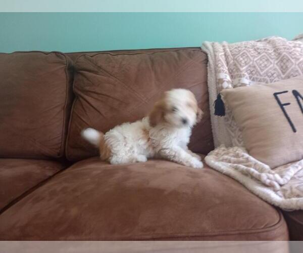 Medium Photo #3 Aussie-Poo Puppy For Sale in HOLMESVILLE, OH, USA