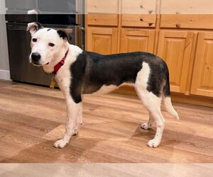 Border Collie-Unknown Mix Dogs for adoption in Sandy, UT, USA