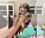 Small Photo #32 Aussiedoodle Puppy For Sale in LONGWOOD, FL, USA