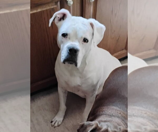 Medium Photo #1 Boxer Puppy For Sale in Burnsville, MN, USA
