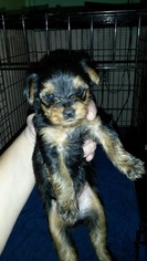 Yorkshire Terrier Puppy for sale in SALLEY, SC, USA