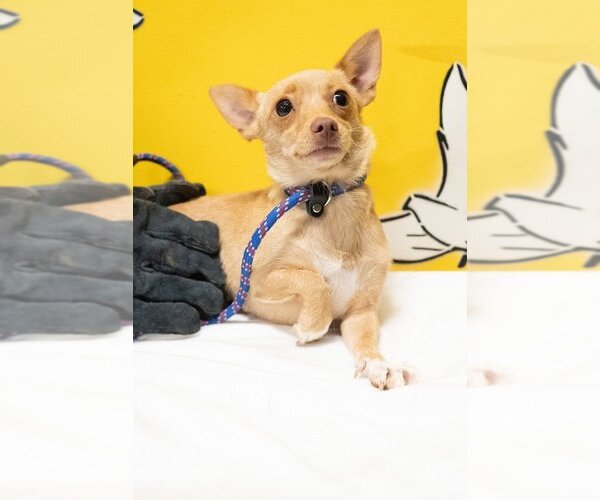 Medium Photo #7 Chihuahua Puppy For Sale in Studio City, CA, USA