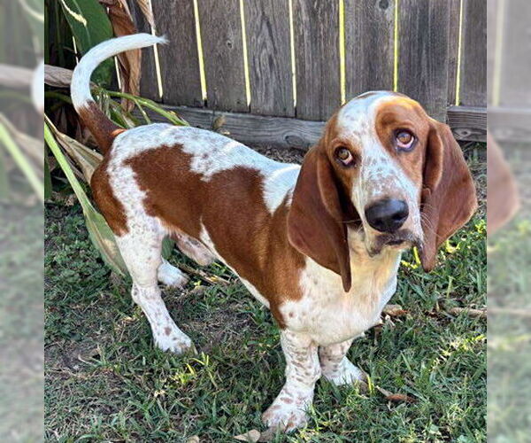Medium Photo #6 Basset Hound Puppy For Sale in Deepwater, NJ, USA