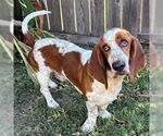 Small #5 Basset Hound