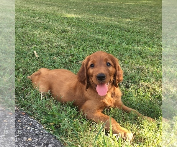Medium Photo #1 Irish Setter Puppy For Sale in HAMILTON, AL, USA