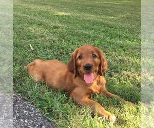 Medium Irish Setter