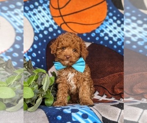 Cockapoo Puppy for Sale in KIRKWOOD, Pennsylvania USA